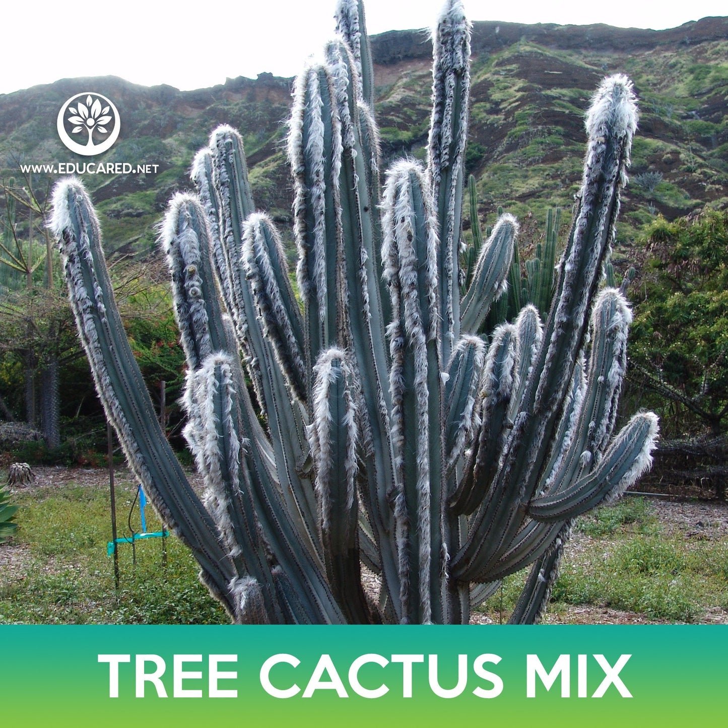 Tree Cactus Mix Seeds, Pilosocereus Seeds