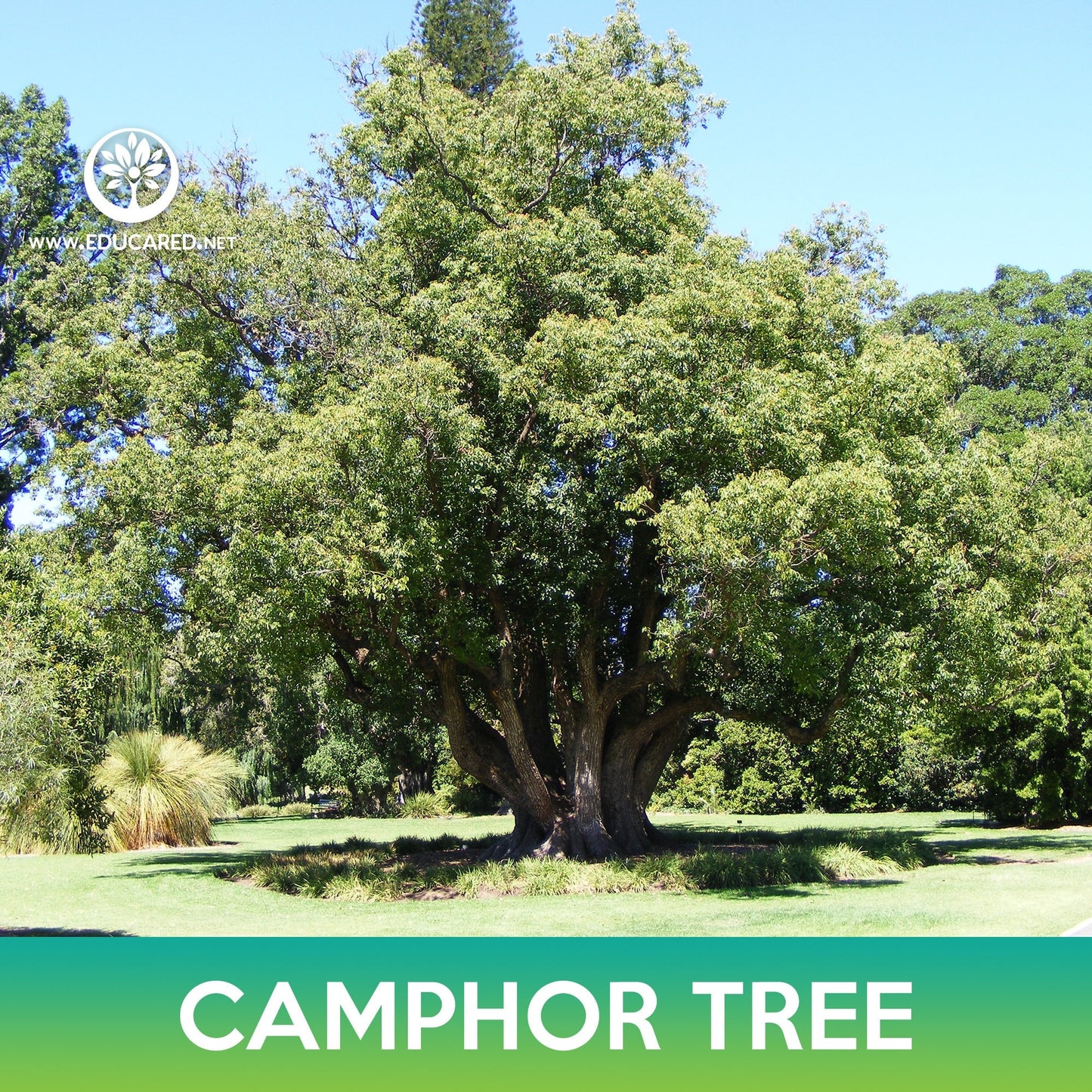 Camphor Tree Seeds, Camphora officinarum