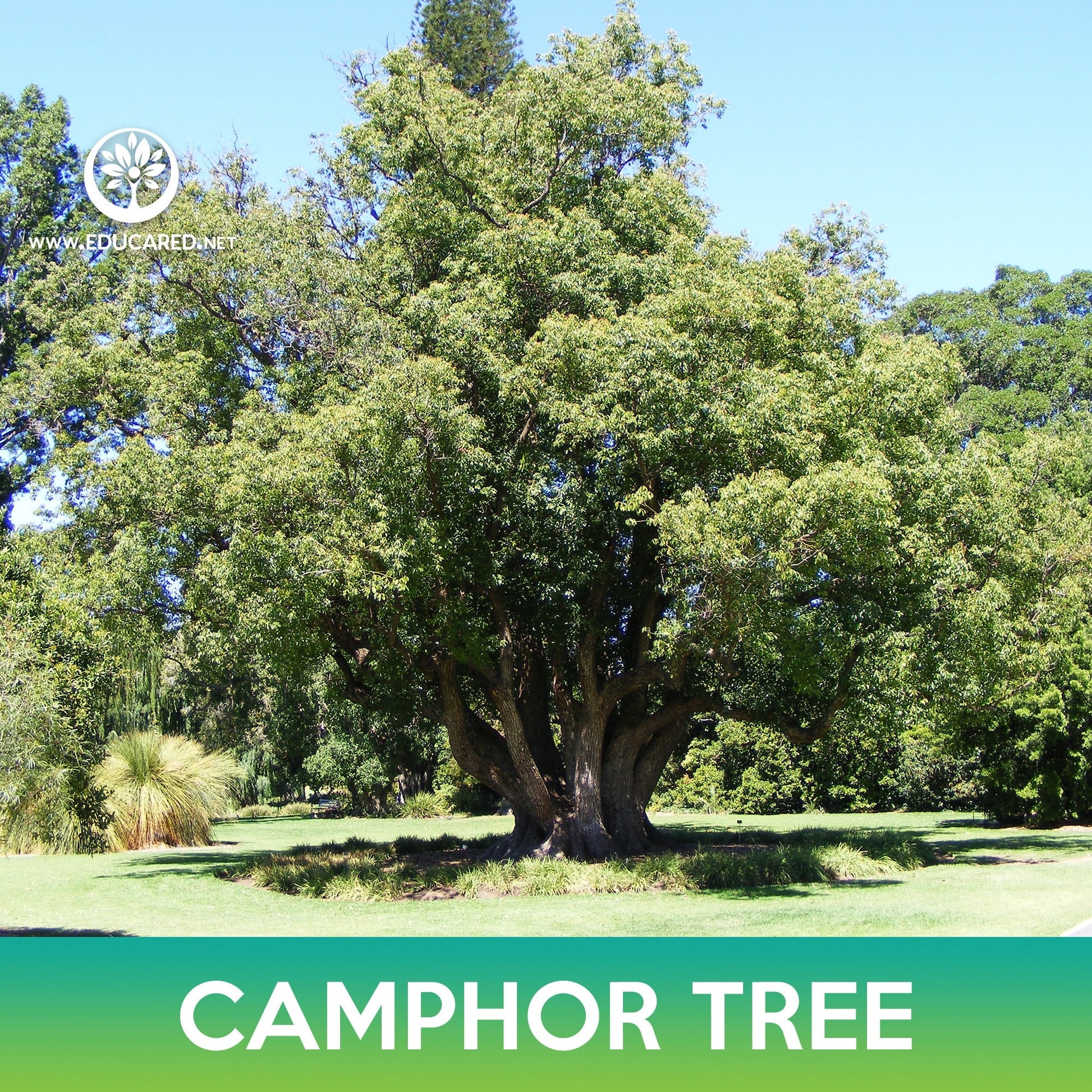 camphor tree bonsai Camphor Tree Seeds – Educared