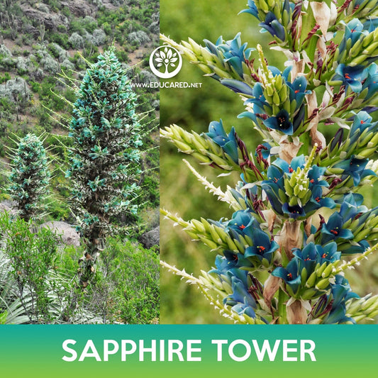 Puya Sapphire Tower Succulent Seeds, Puya alpestris, Mountain Puya