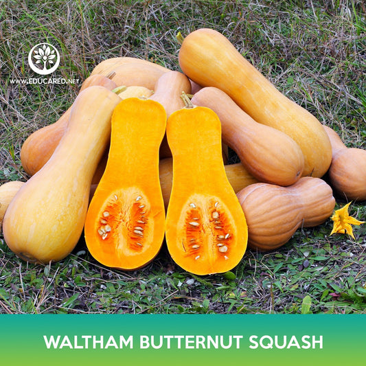 Waltham Butternut Squash Seeds, Cucurbita moschata