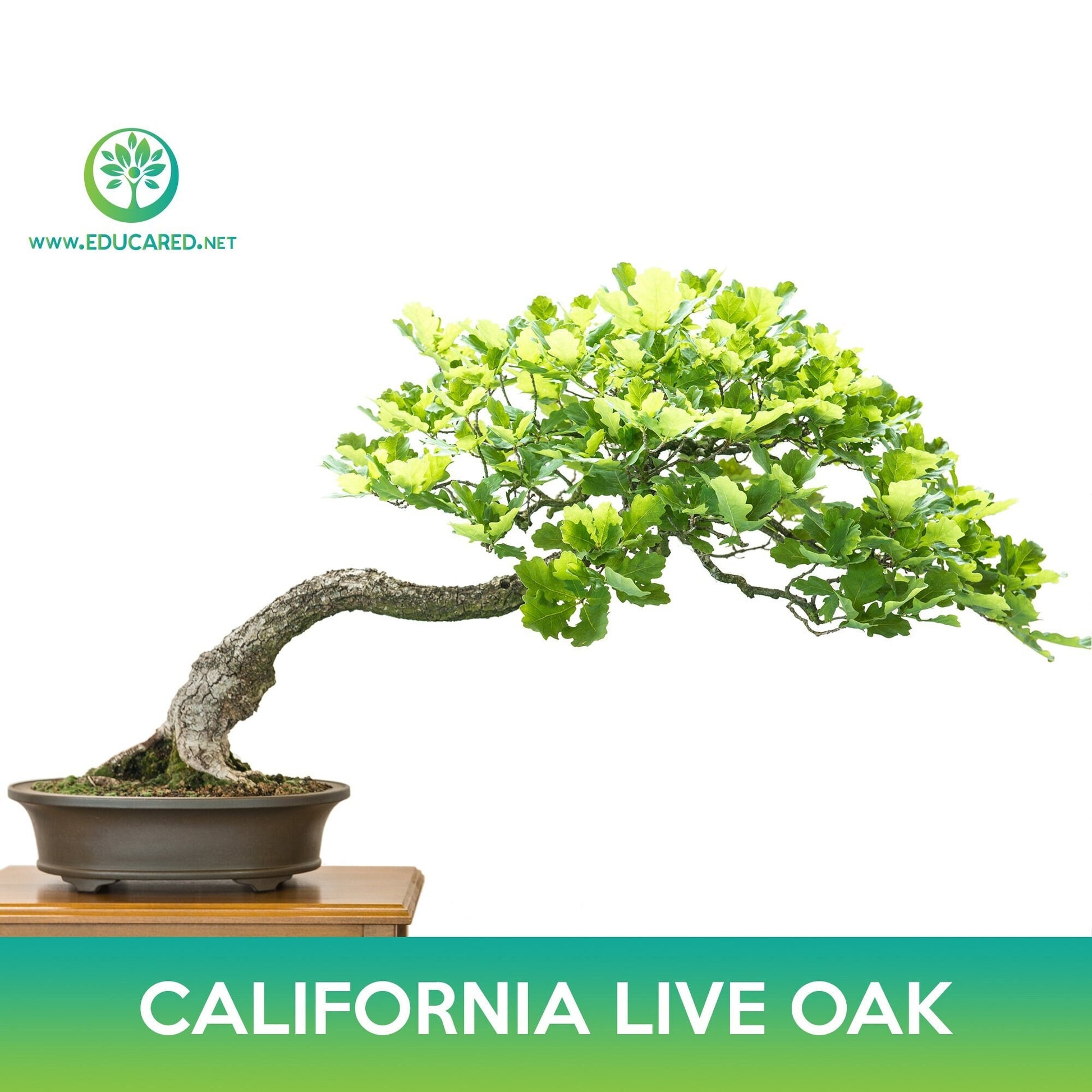 bonsai live oak tree California live oak Seeds, Coast live oak – Educared