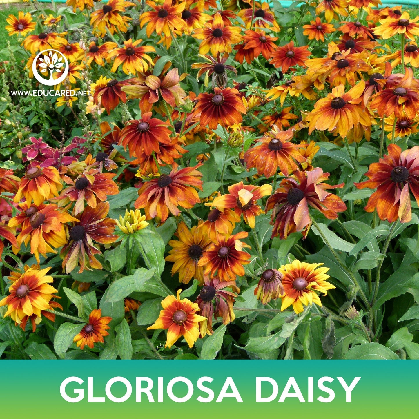 Gloriosa Daisy Seeds, Rudbeckia hirta Gloriosa