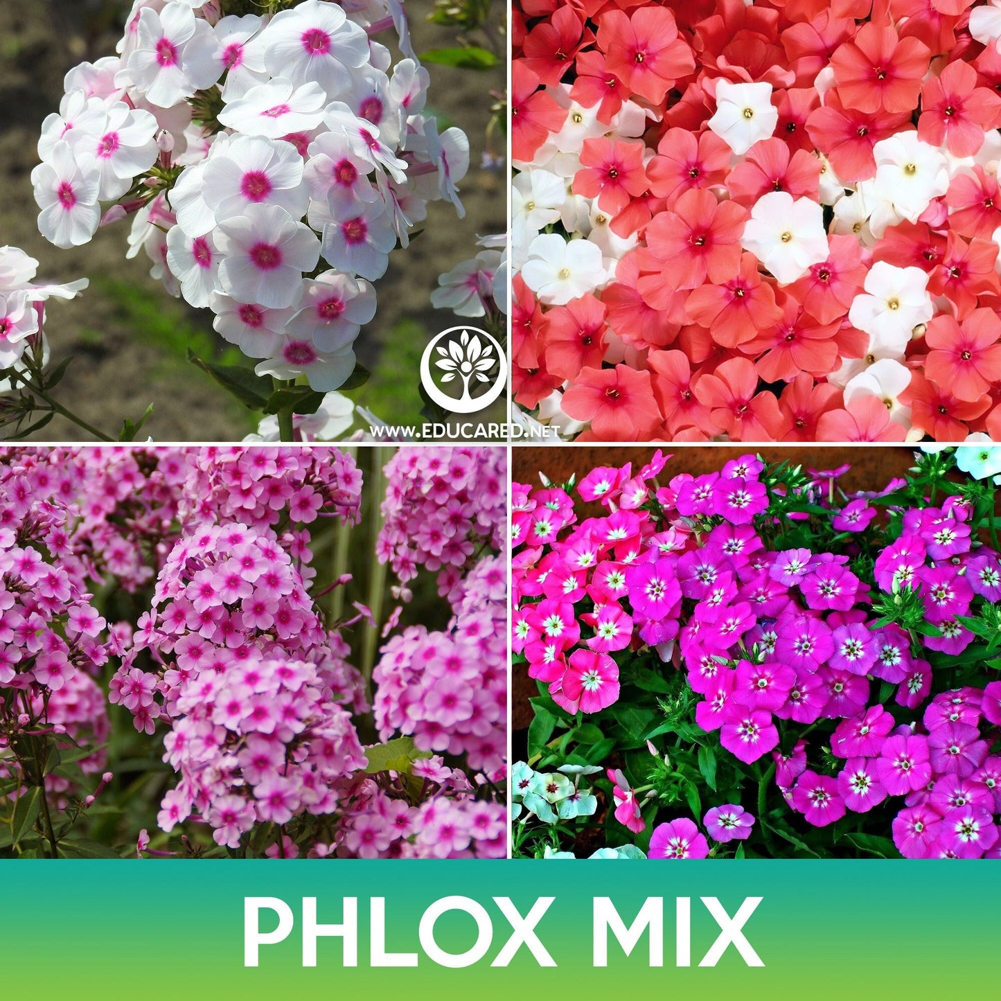 Phlox Flower Mix Seeds, Phlox drummondii