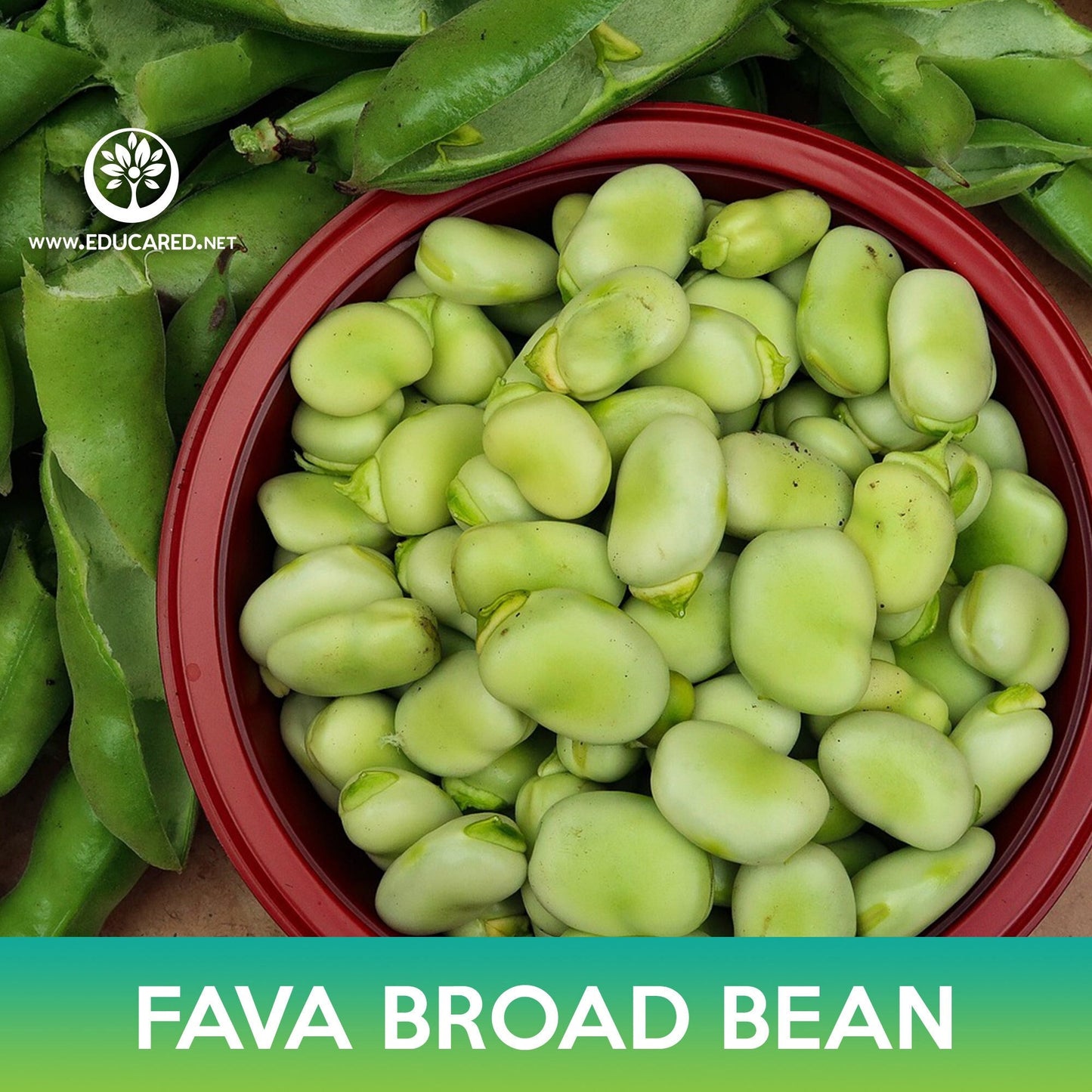 Fava Broad Bean Seeds, Vicia faba