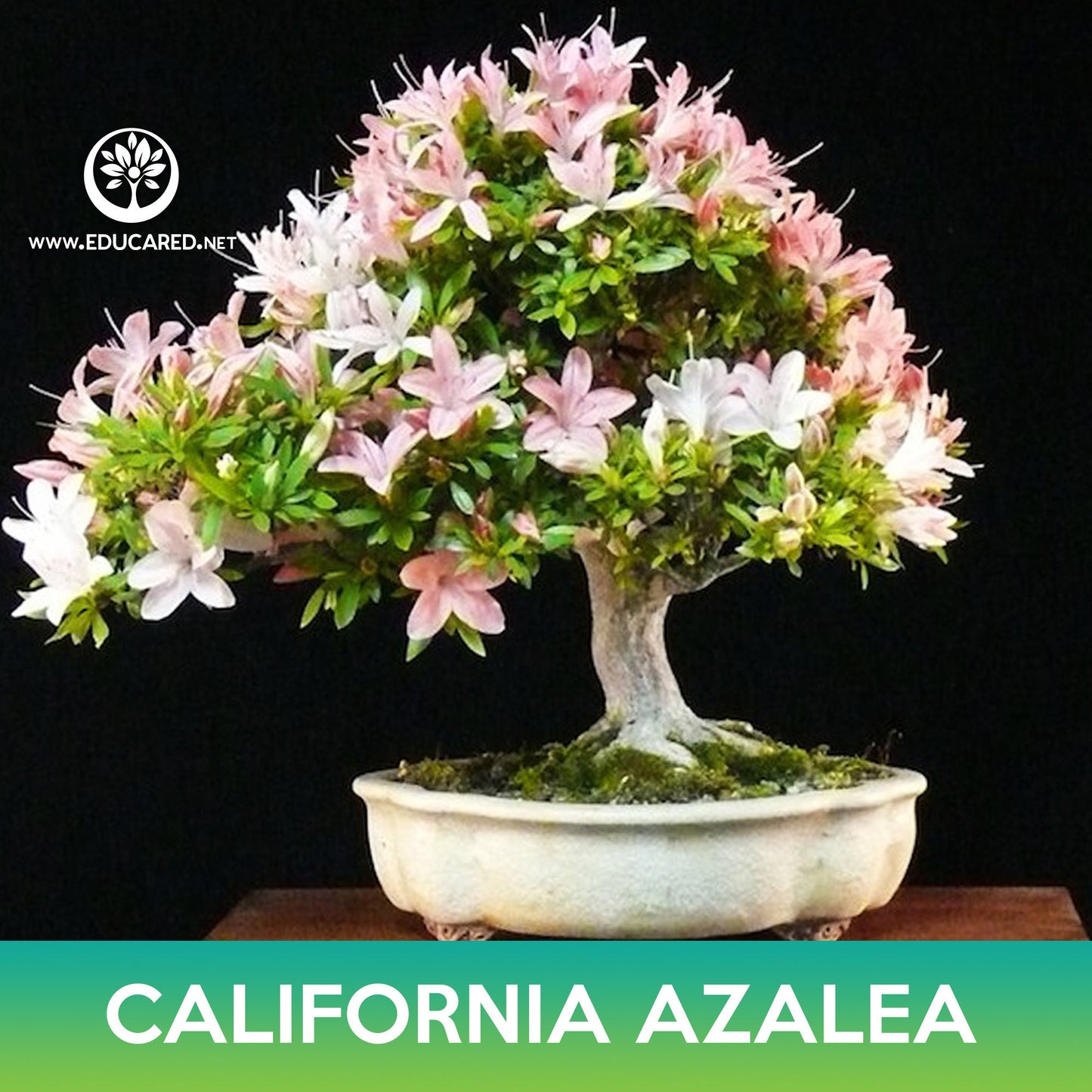 California Azalea Seeds, Western Azalea, Rhododendron occidentale
