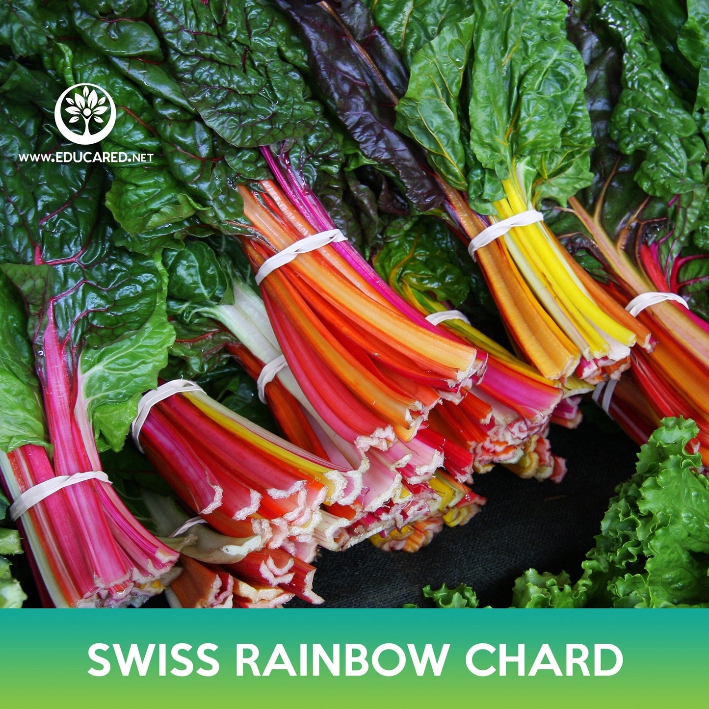 Swiss Rainbow Chard Seeds, Beta vulgaris cicla