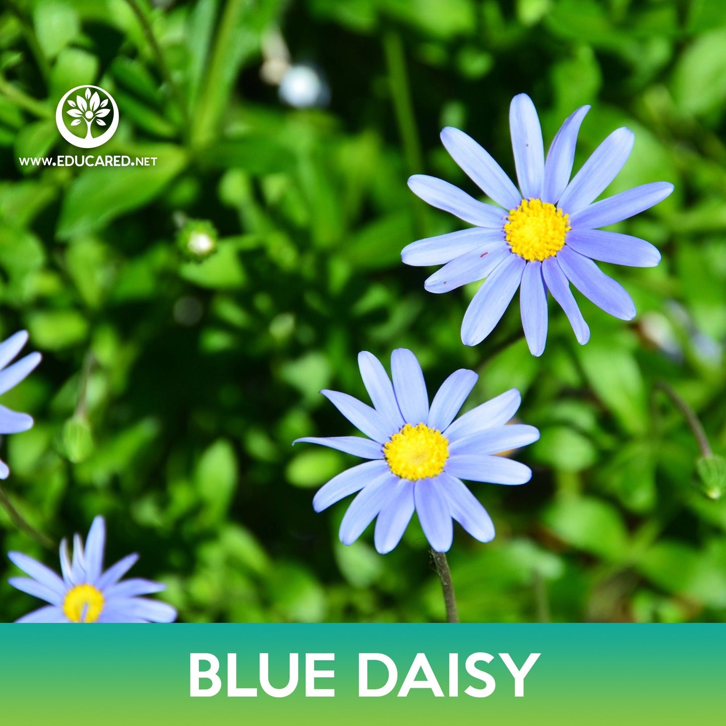 Blue Daisy Seeds, Felicia heterophylla