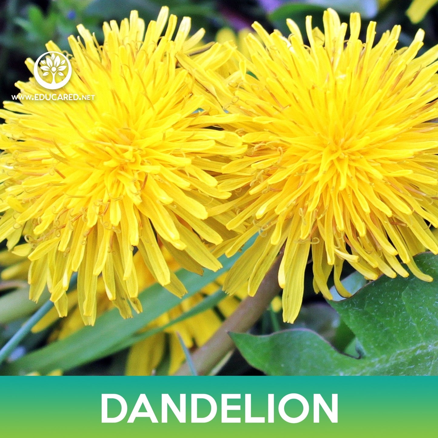 Dandelion Seeds, Taraxacum officinale