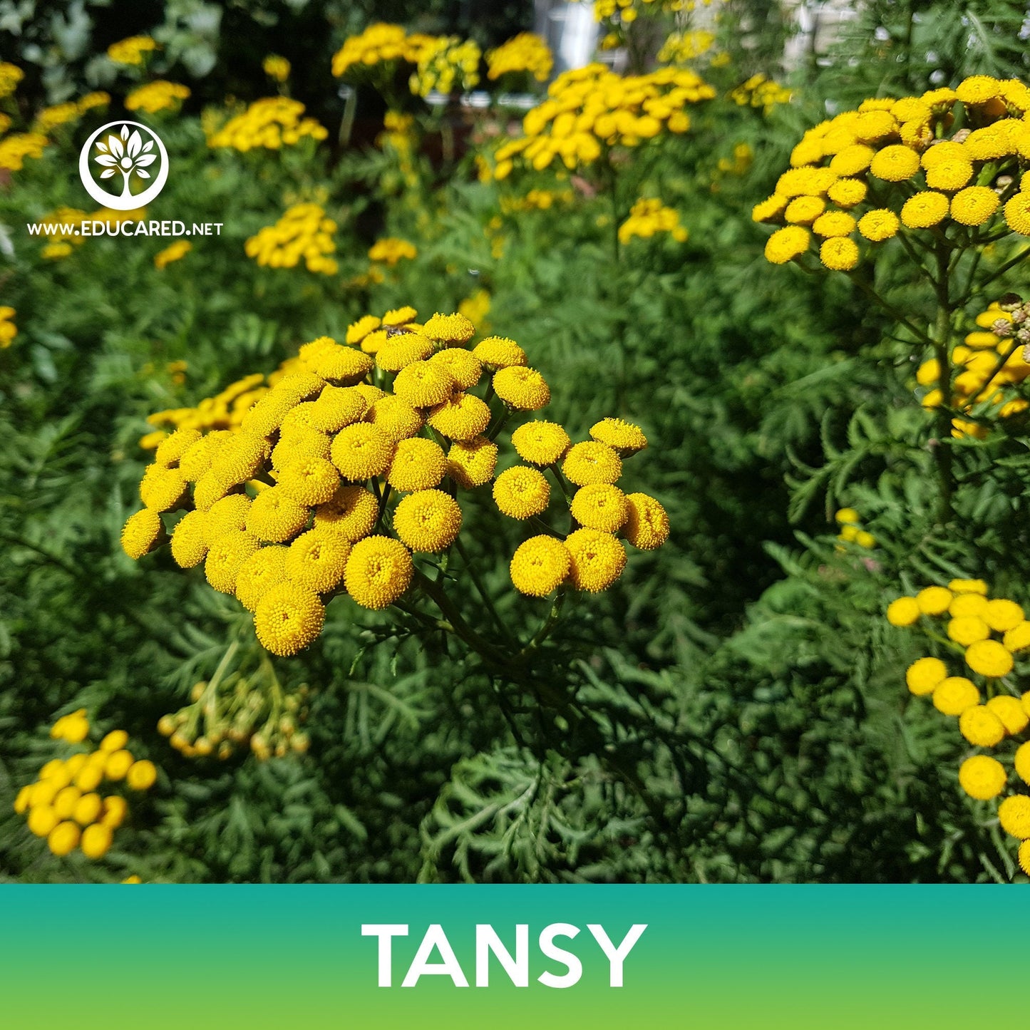 Tansy Flower Seeds, Tanacetum Vulgare