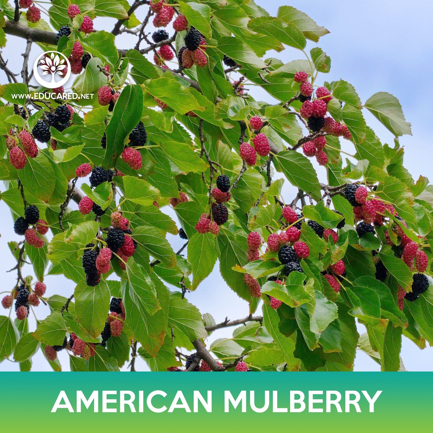 American Mulberry Seeds, Red Mulberry, Morus rubra