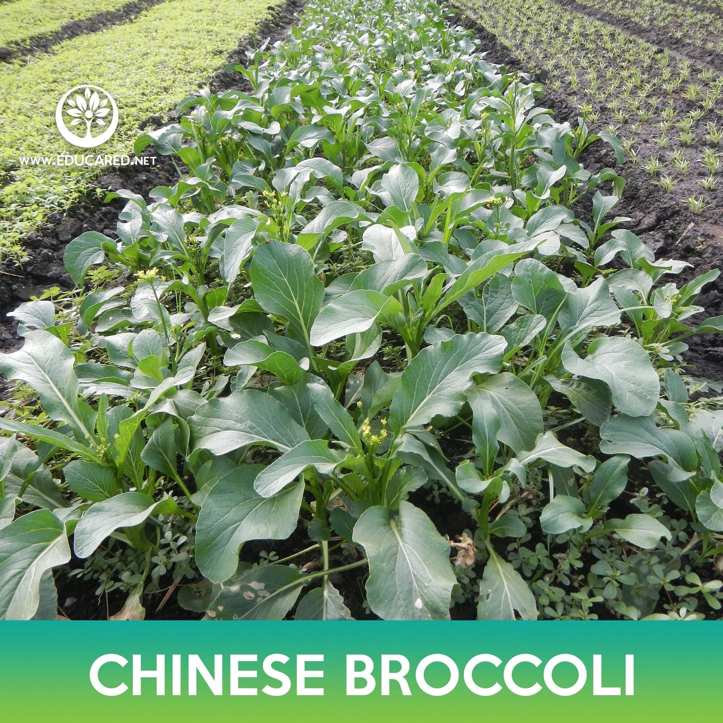 Chinese Broccoli Seeds, Chinese kale, Brassica oleracea var. alboglabra