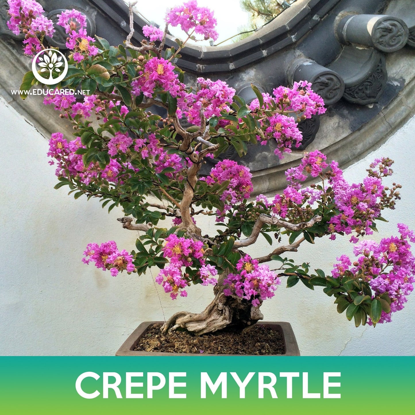 Crepe Myrtle Tree Seeds, Lagerstroemia indica