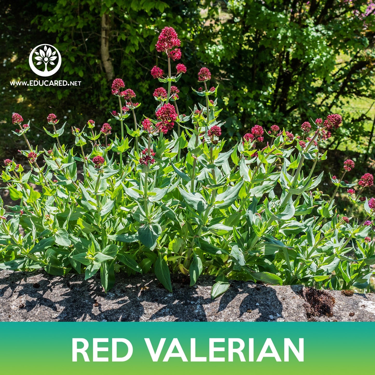 Red Valerian Flower Seeds, Jupiter's Beard, Centranthus ruber