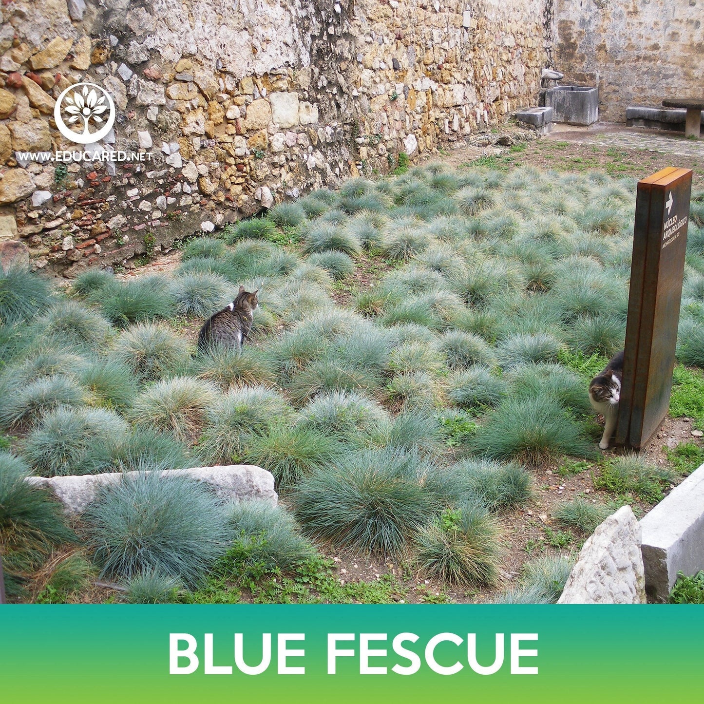 Blue Fescue Grass Seeds, Festuca glauca