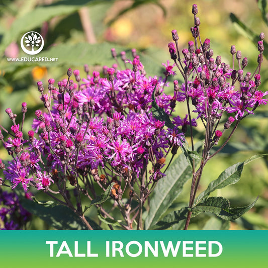 Tall Ironweed Seeds