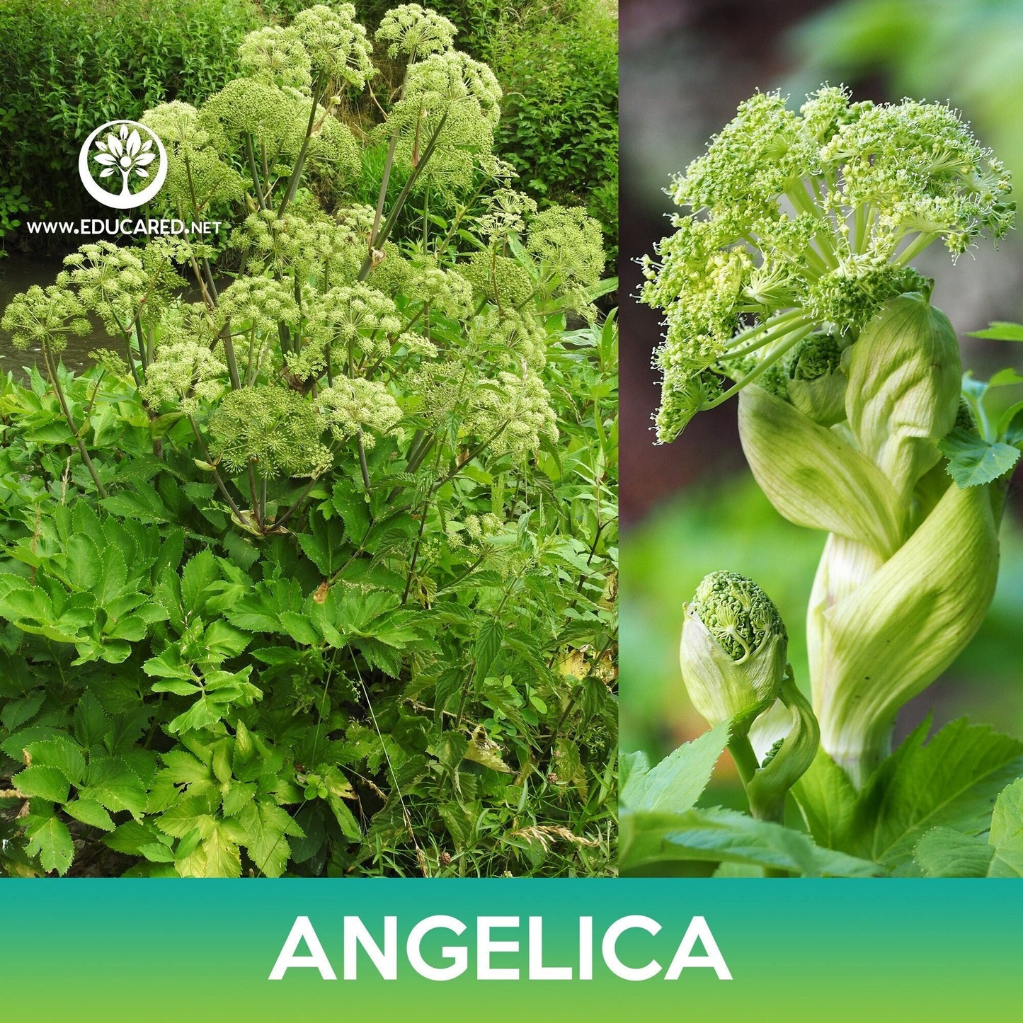 Angelica Seeds, Angelica archangelica