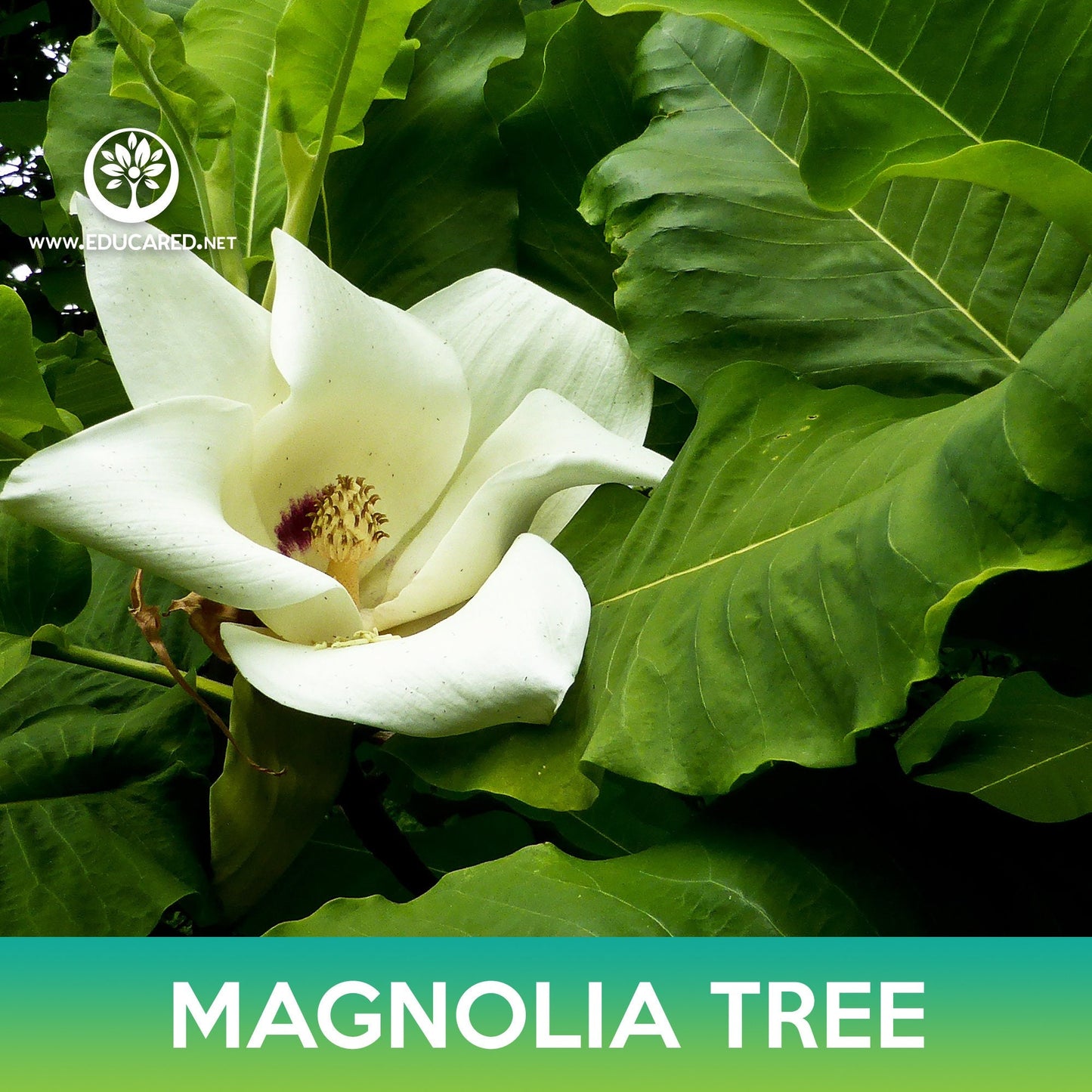 Magnolia Tree Seeds, Magnolia ashei