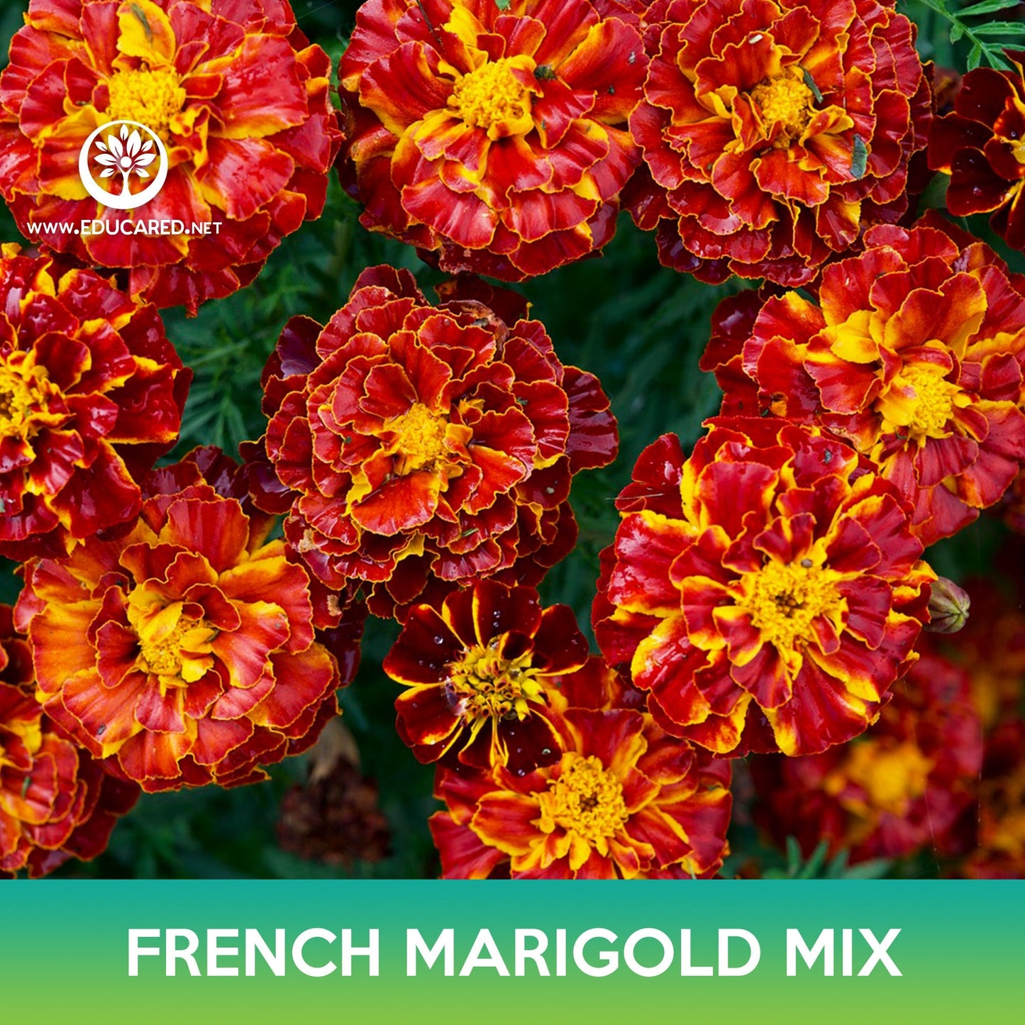 French Marigold Flower Mix Seeds, Tagetes patula