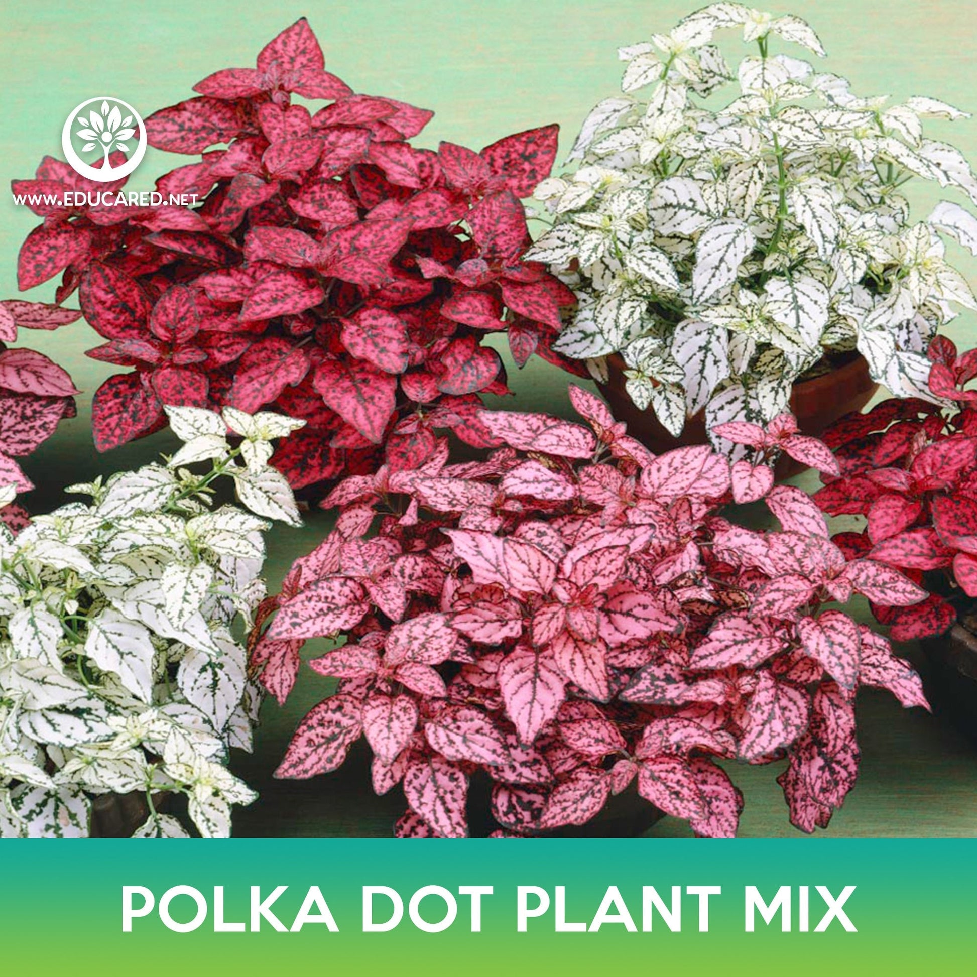 polka dot plant seed Polka Dot Plant Mix Seeds – Educared
