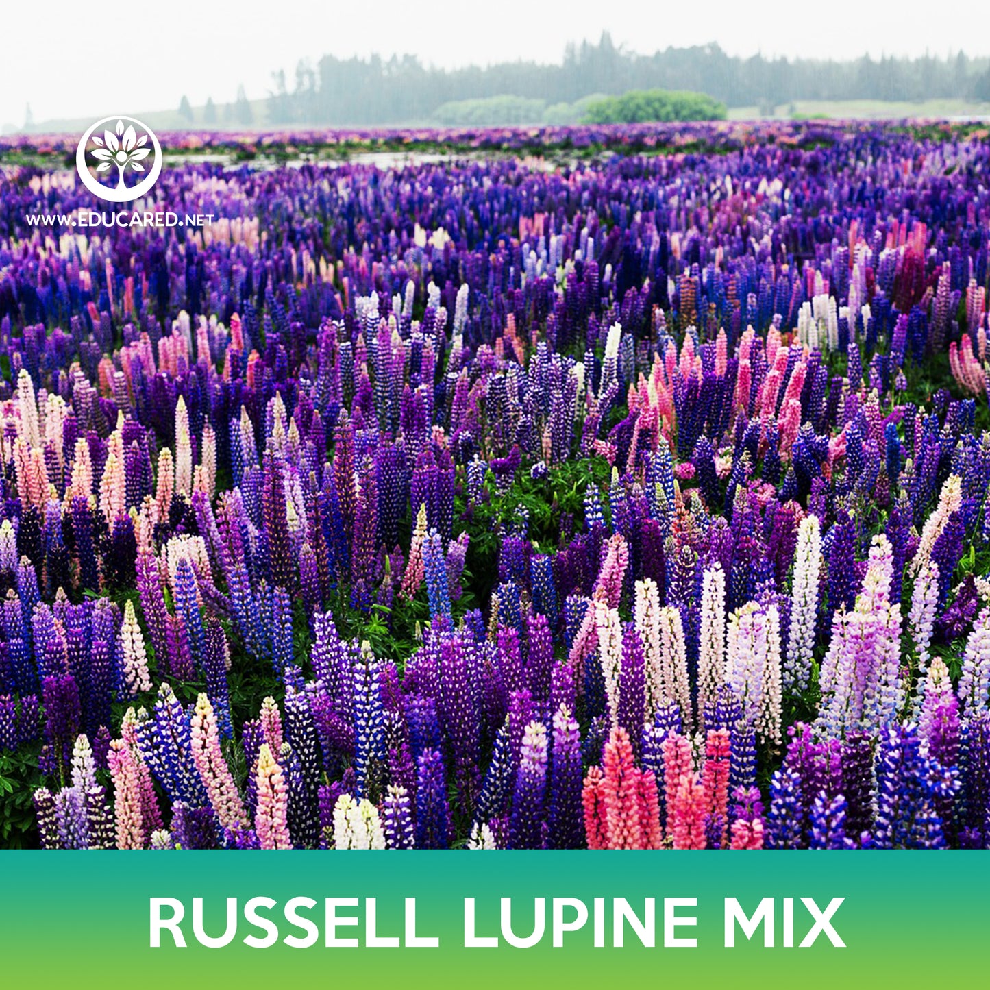 Russell Lupine Flower Mix Seeds