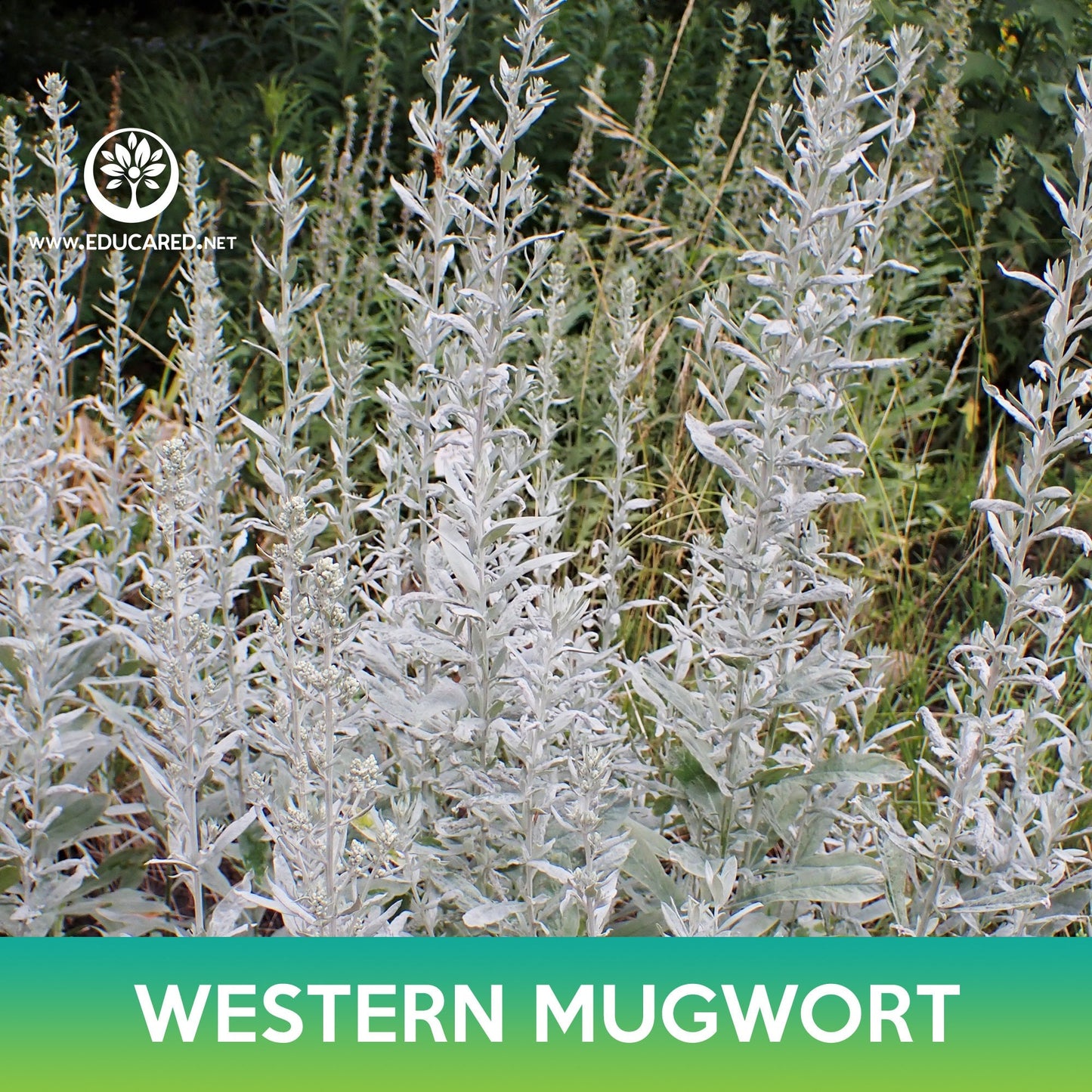 Western Mugwort Seeds, Prairie Sage, Artemisia ludoviciana