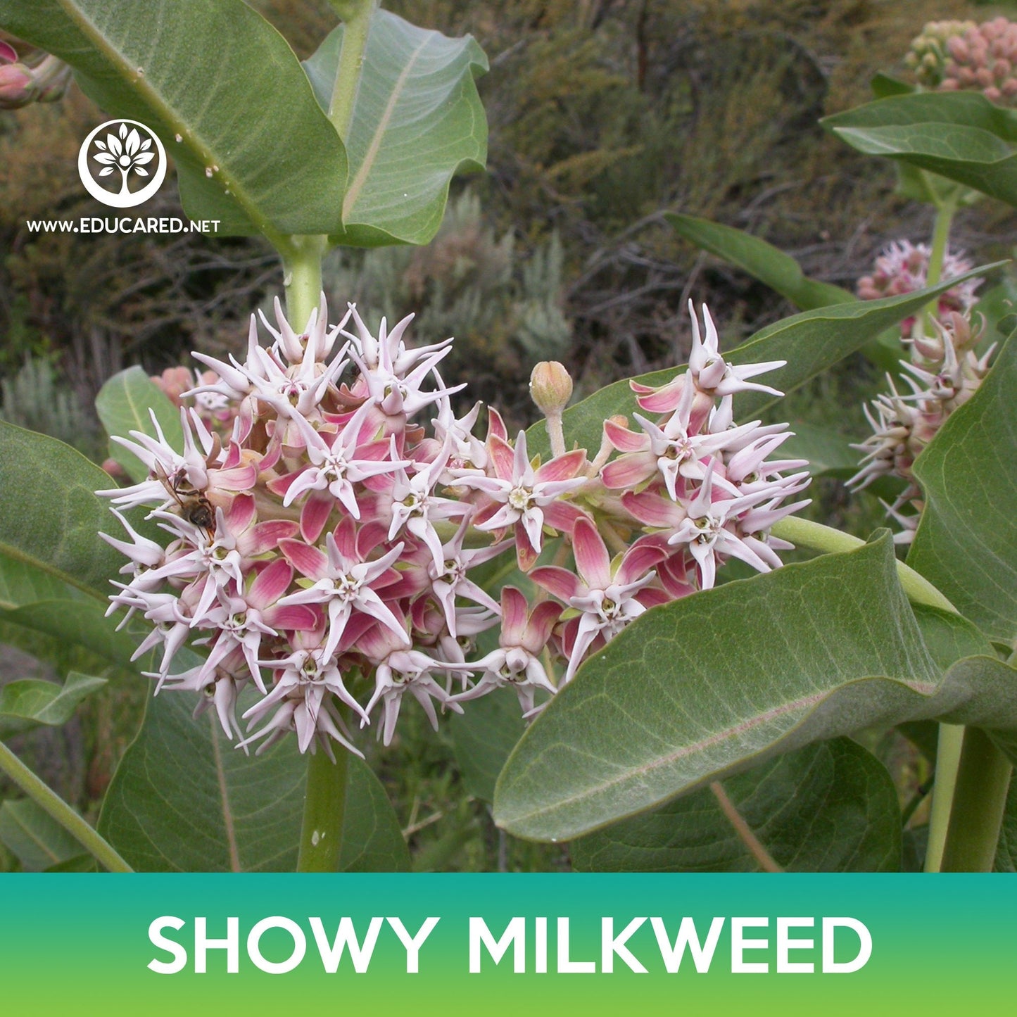 Showy Milkweed Seeds, Asclepias speciosa