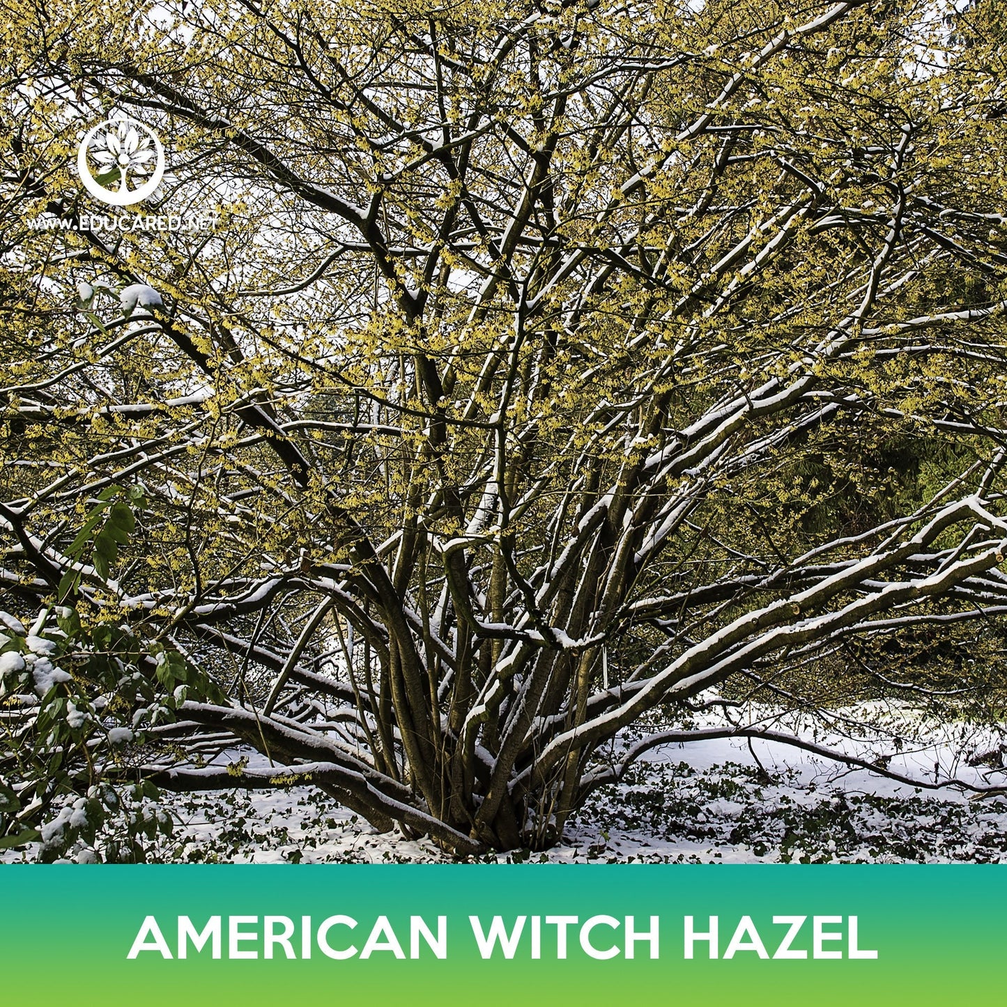 American Witch Hazel Tree Seeds, Hamamelis virginiana, Fragrant yellow Bloom Tree