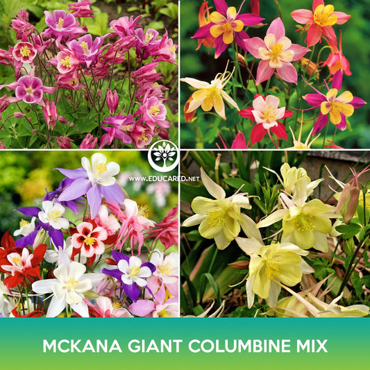 Mckana Giant Columbine Mix Seeds, Aquilegia hybrida