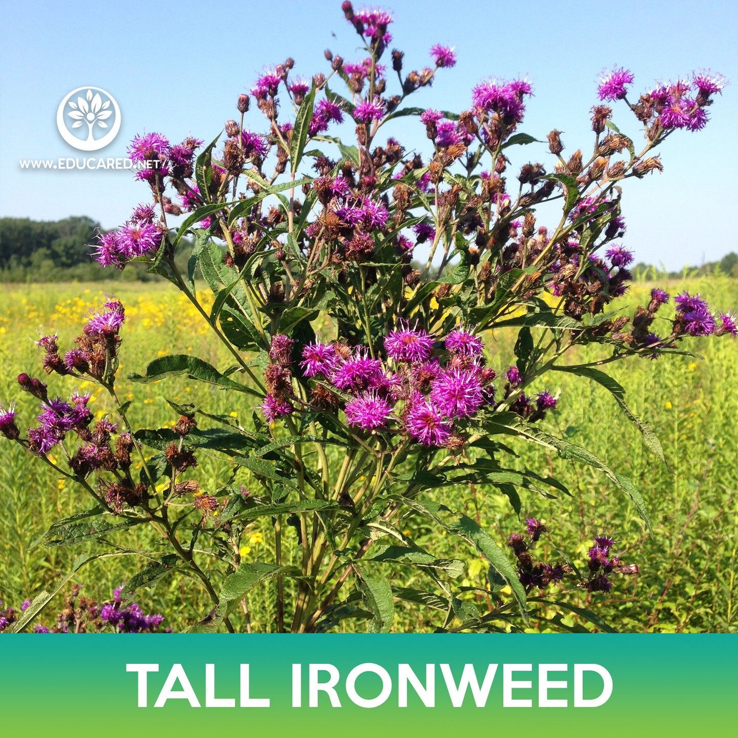 Tall Ironweed Seeds, Vernonia gigantea