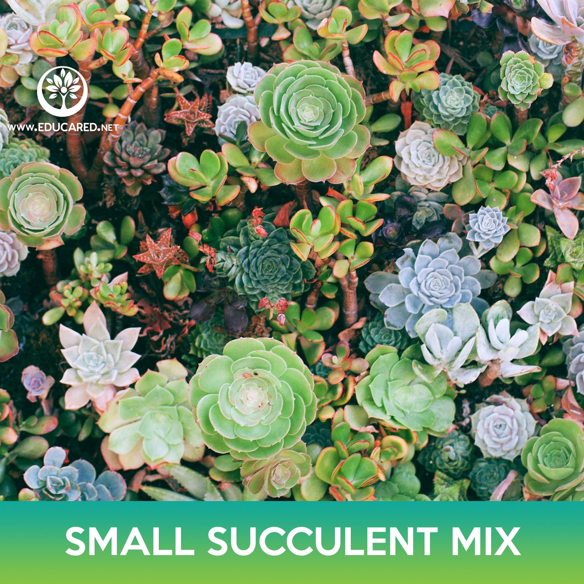 succulent plants seeds Small Succulent Mix Seeds – Educared