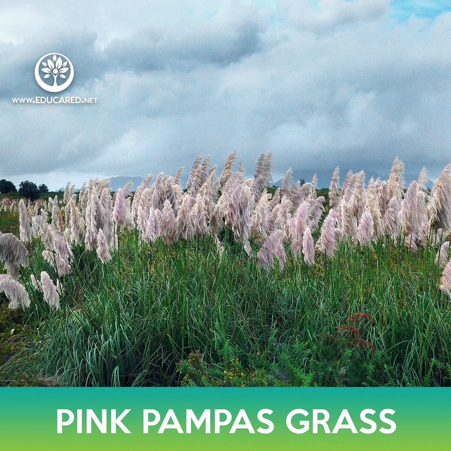 Pink Pampas Grass Seeds