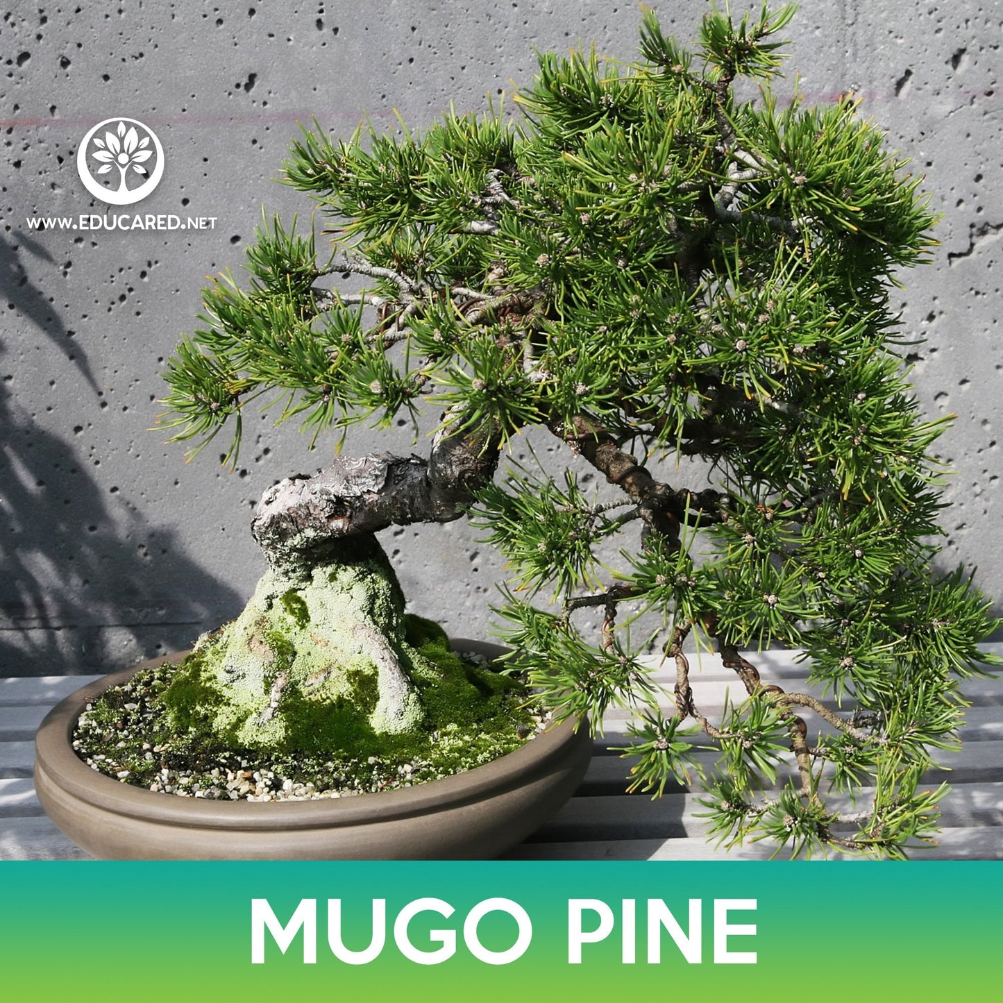 Mugo Pine Seeds, Swiss Mountain Pine, Pinus mugo