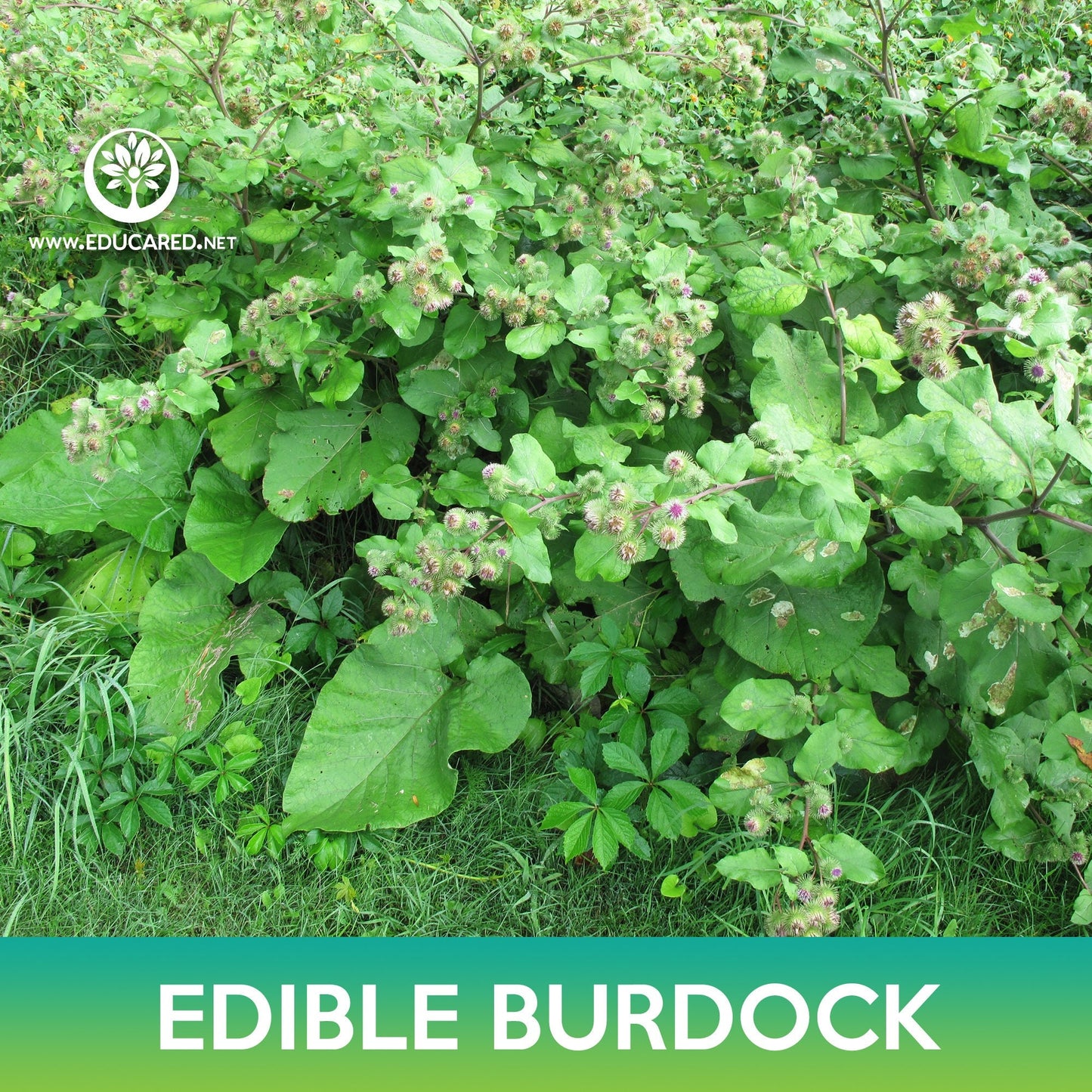 Edible Burdock Seeds, Arctium Lappa