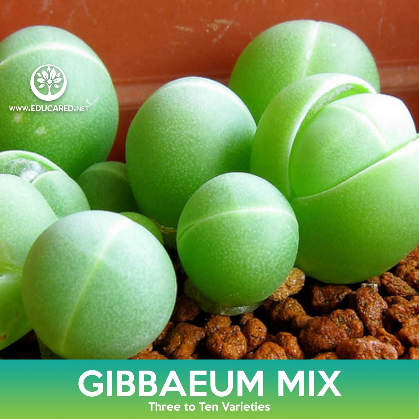 Gibbaeum Succulent Mix Seeds