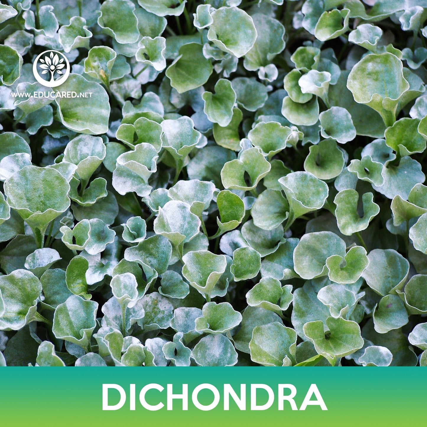 Dichondra Groundcover Seeds, Kidney Weed, Dichondra repens