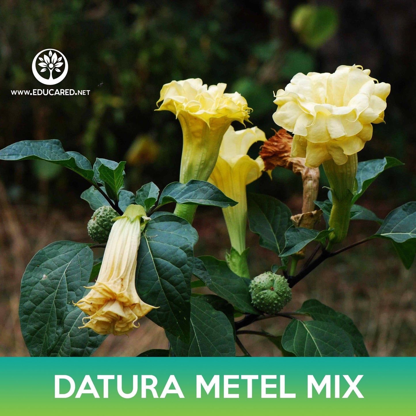 Datura Metel Mix Seeds, Angel's Trumpet Mix, Datura Metel Ballerina