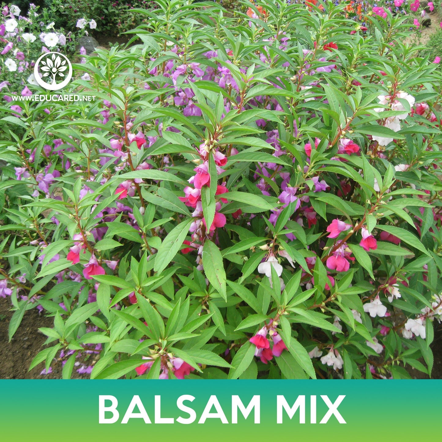 Balsam Flower Mix Seeds, Impatiens balsamina
