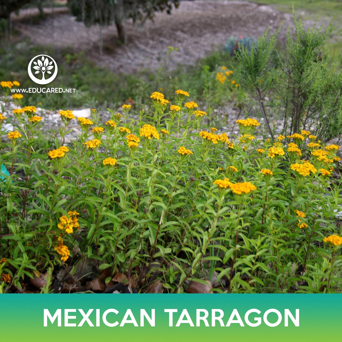 Mexican Tarragon Seeds, Tagetes lucida