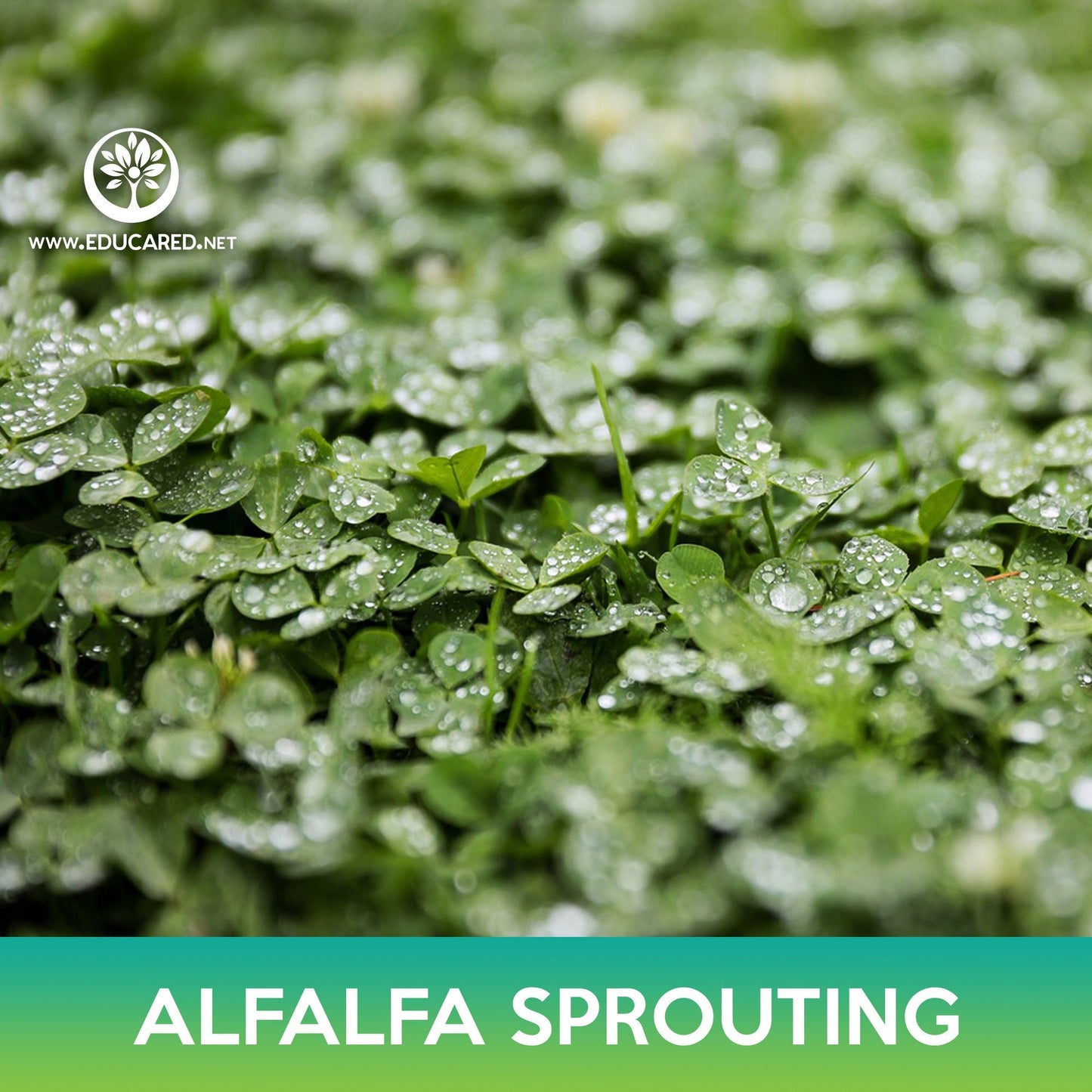 Alfalfa Sprouting Seeds, Medicago sativa