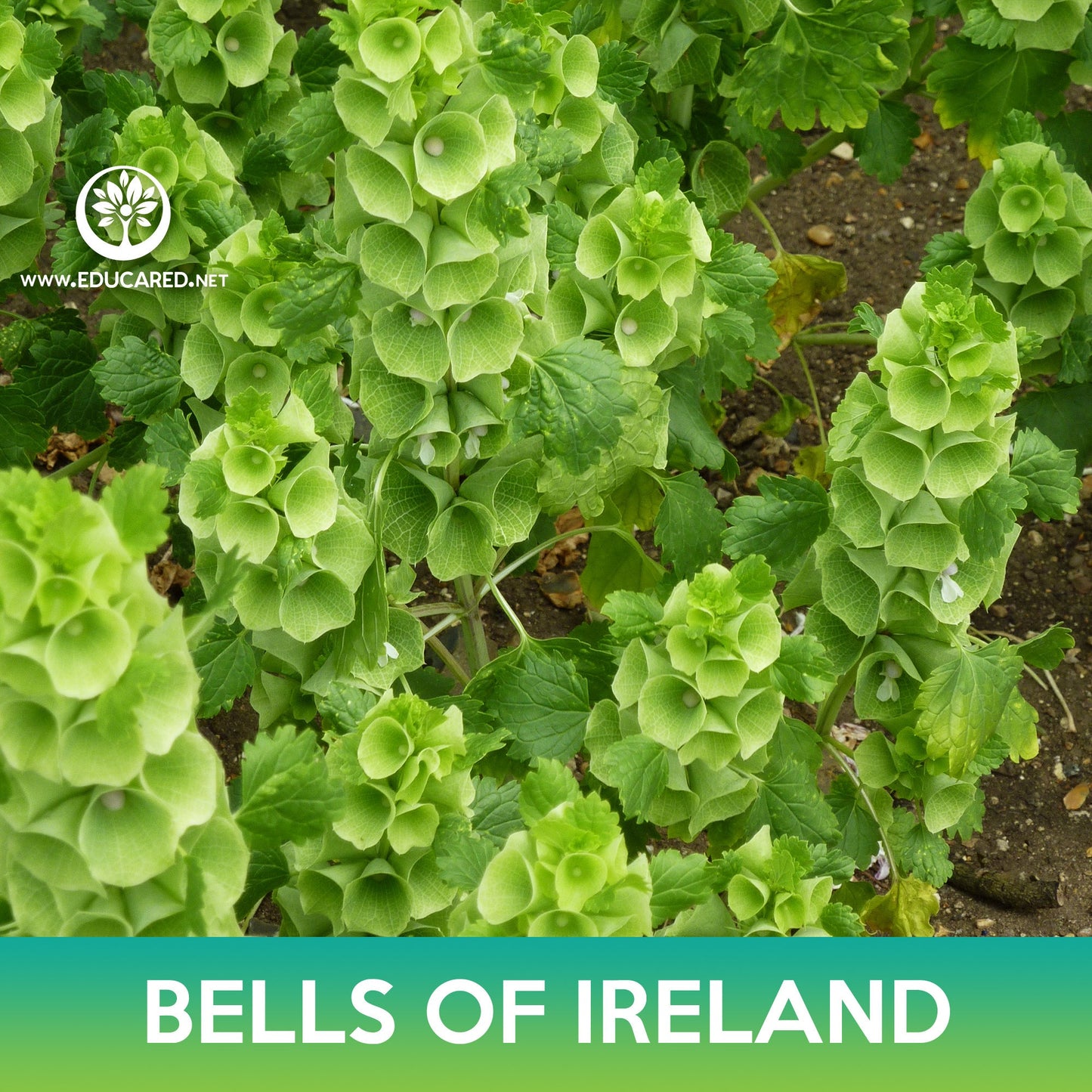 Bells of Ireland Seeds, Moluccella laevis