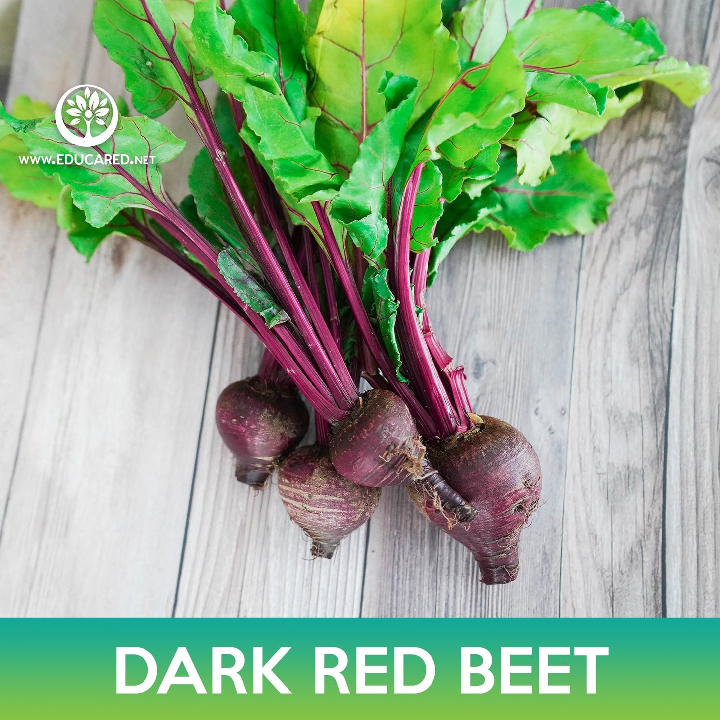 Dark Red Detroit Beet Seeds, Beta vulgaris