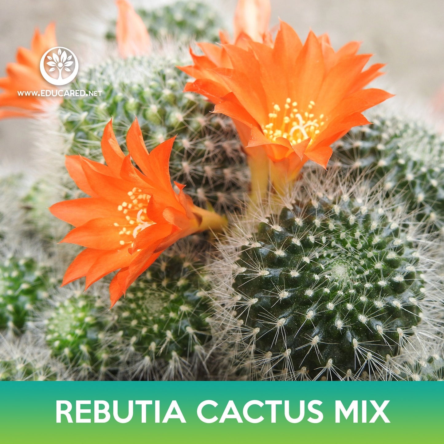 Rebutia Cactus Mix Seeds