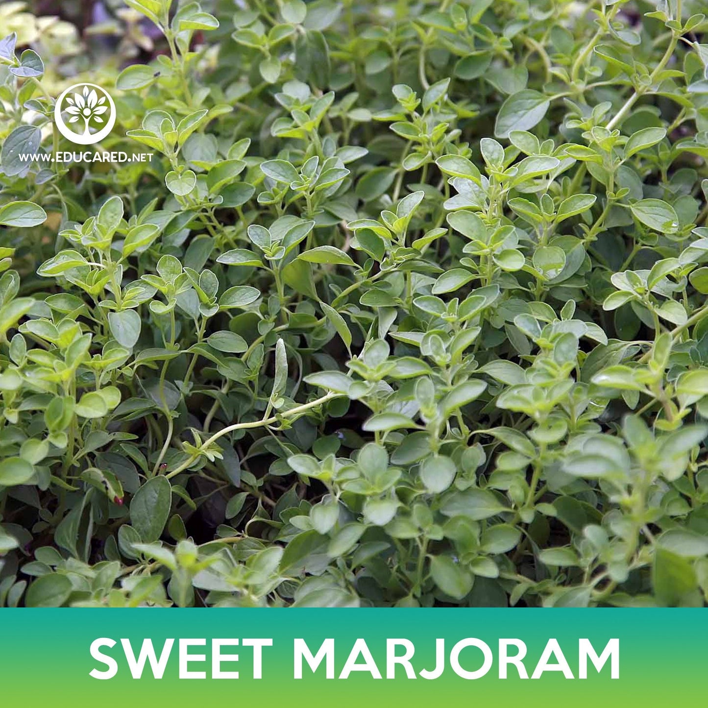 Sweet Marjoram Seeds, Origanum majorana