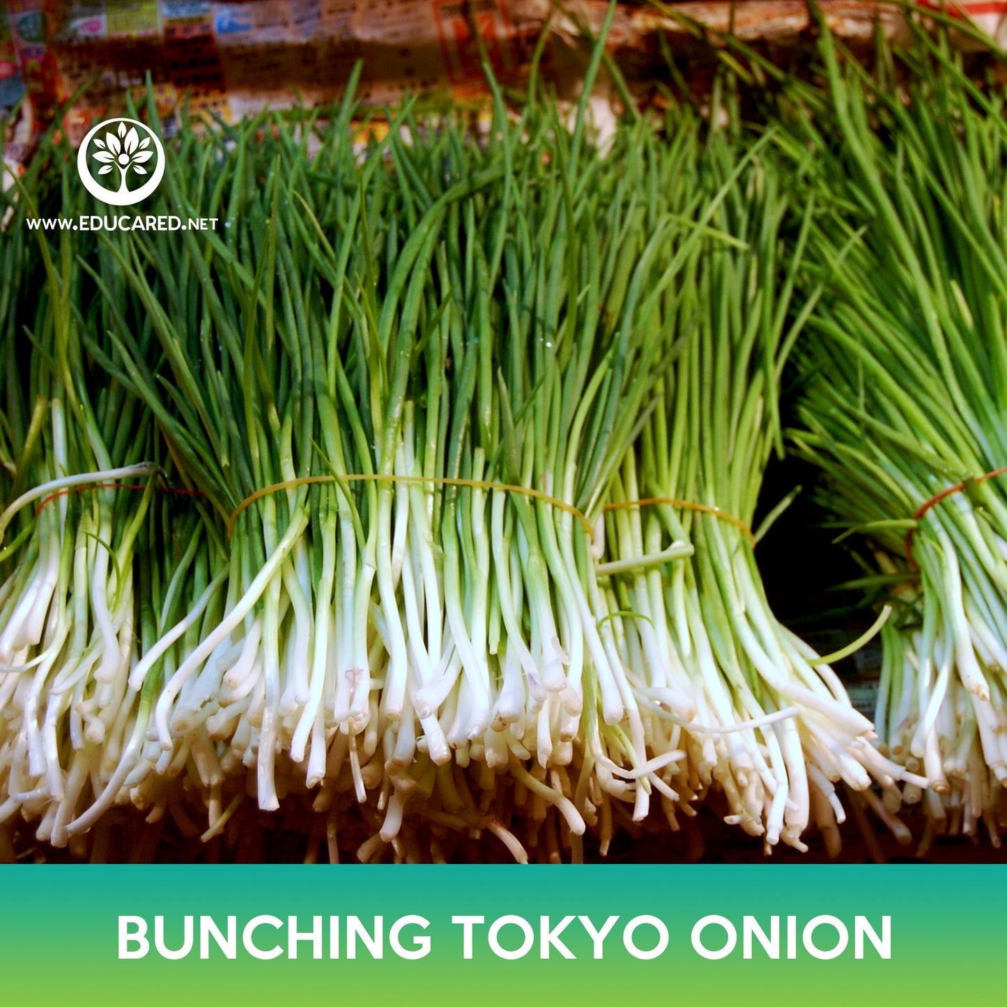 Long White Bunching Tokyo Onion Seeds, Welsh Onion, Allium fistulosum