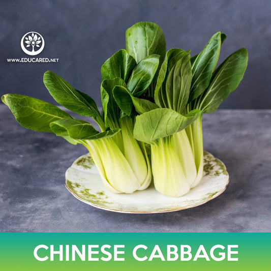 Chinese Cabbage Seeds