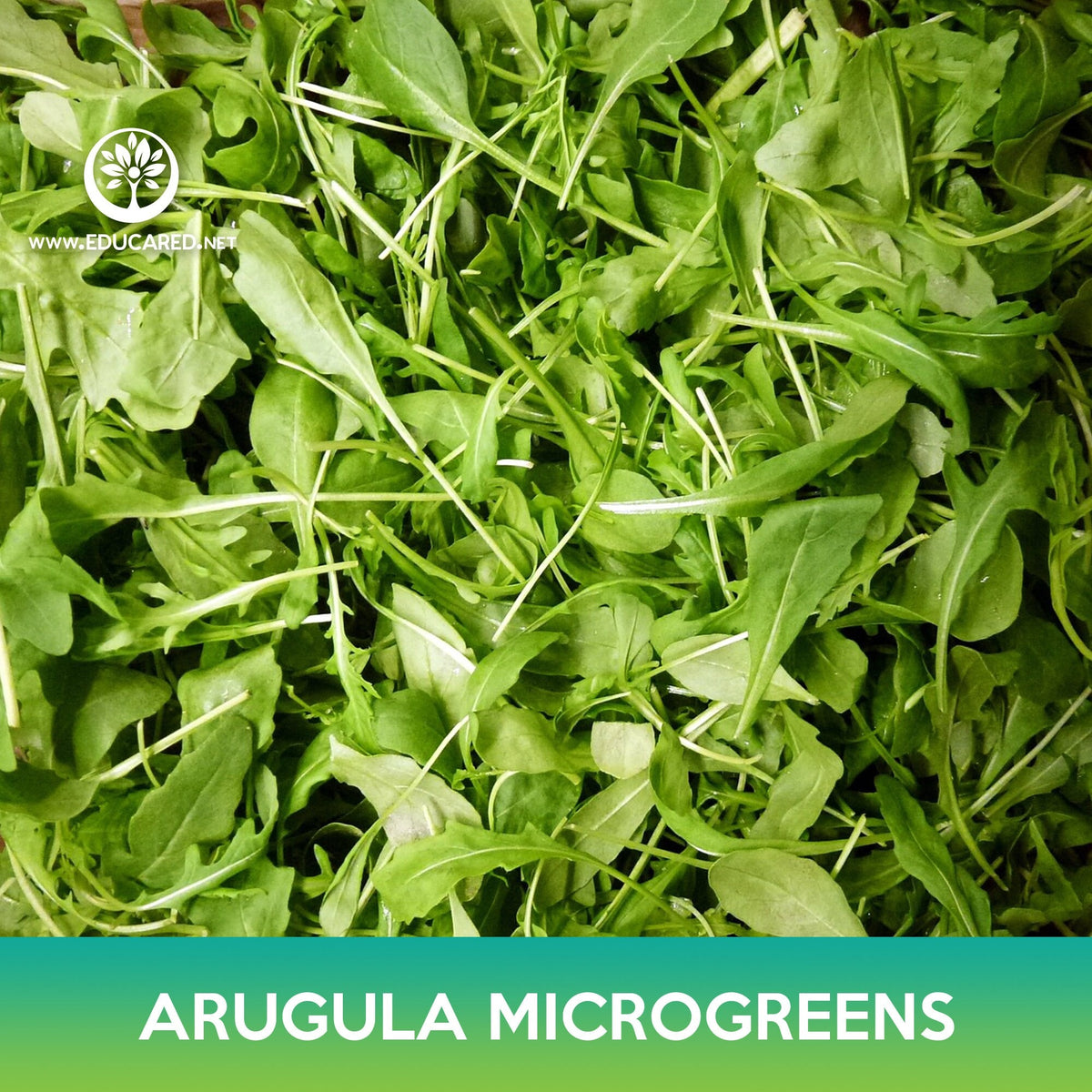 15+ Arugula Microgreen Slow Bolt Arugula Microgreens Seeds – Educared