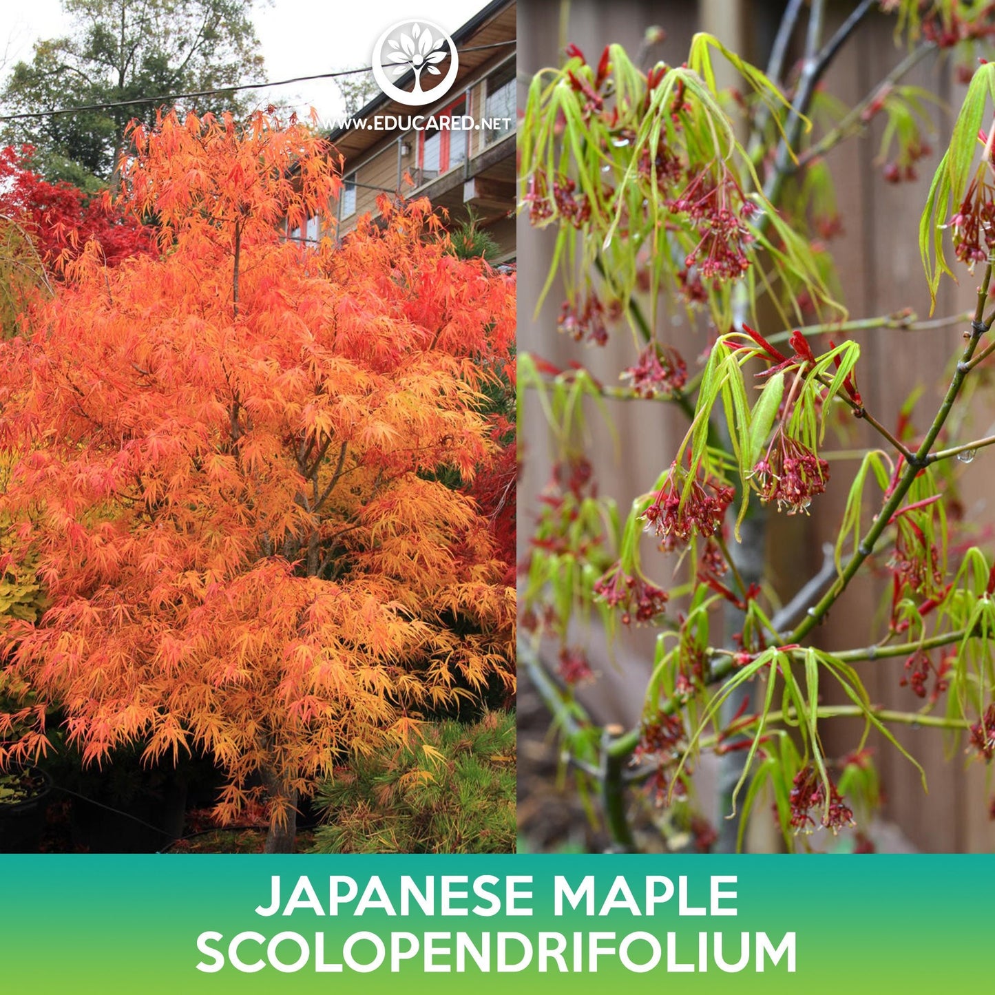 Scolopendrifolium Japanese Maple Seeds, Acer palmatum scolopendrifolium