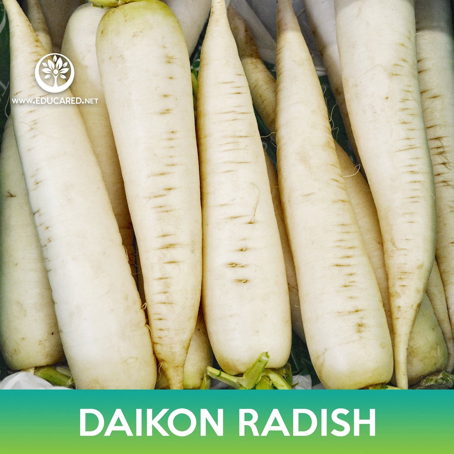 Daikon Radish Seeds, White Radish