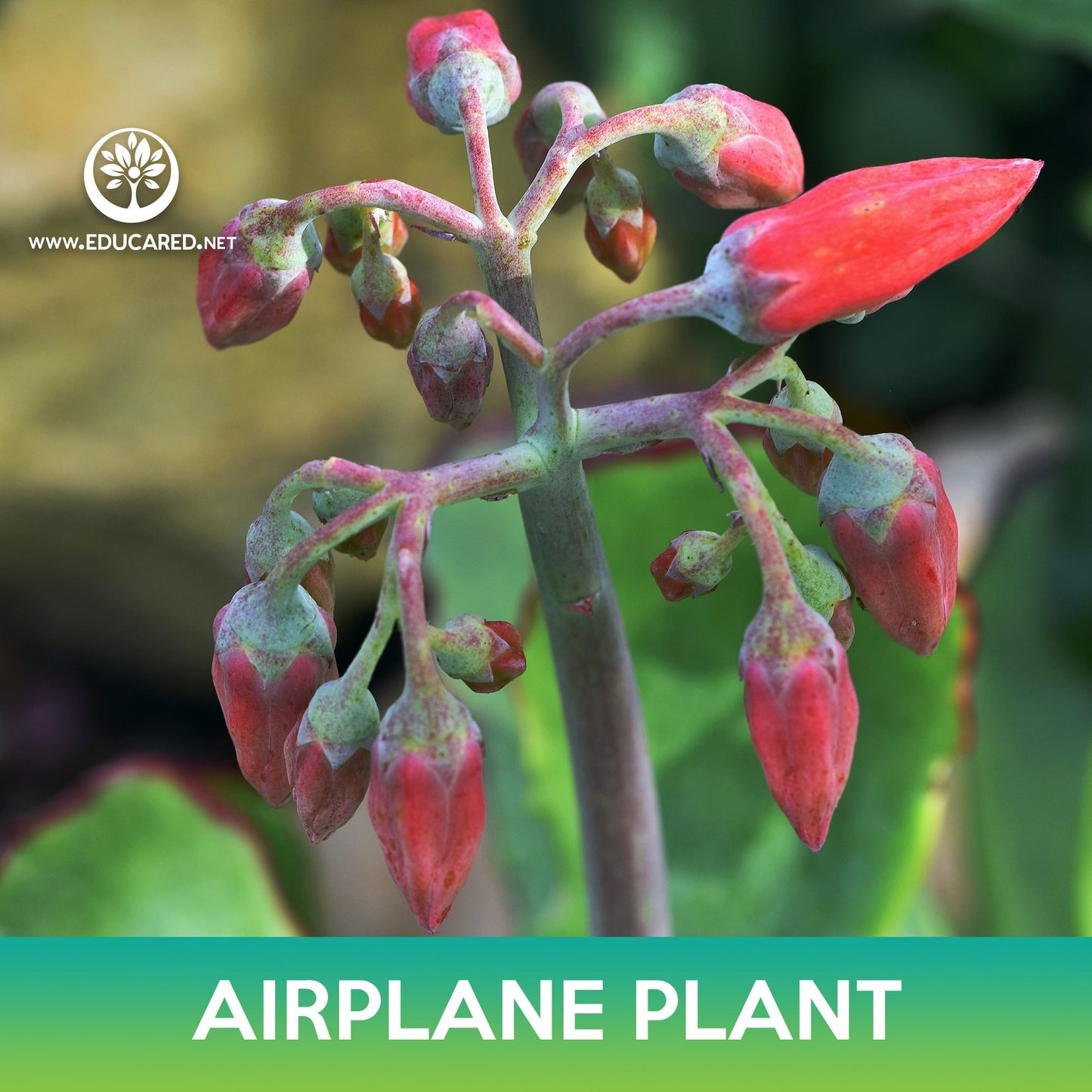 Airplane Plant Seed, Crassula Perfoliata Succulent Seeds